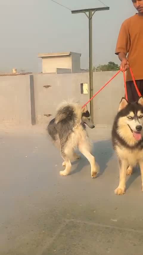 Siberian Husky Puppy | Black & White Color, farm video