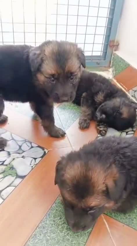 Dachshund Puppy | Brown, farm video