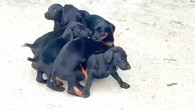 European Doberman Puppy | Black & Tan, farm video