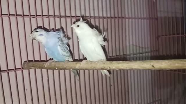 Hogoromo Budgies, farm video