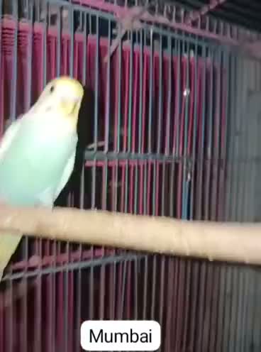 Budgies | Fallow, farm video