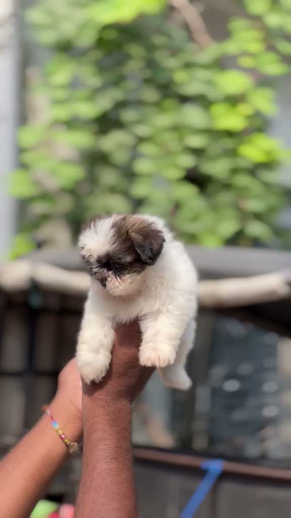 Dachshund Puppy | Brown, farm video