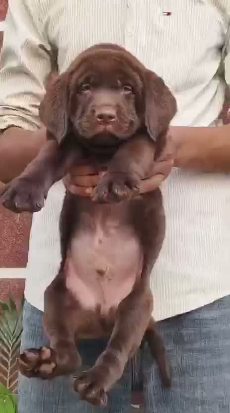 Beagle Black & Tan Puppy, farm video