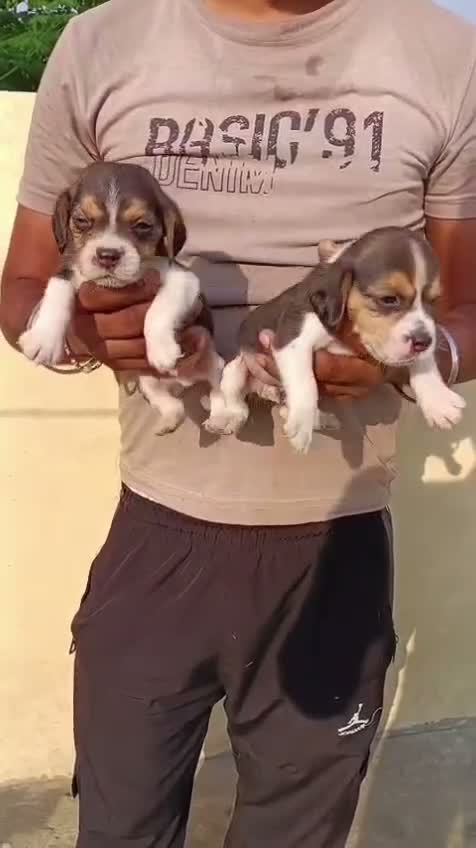 Beagle Black & Tan Puppy, farm video