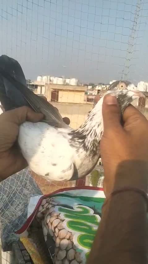 Fantail Pigeon, farm video