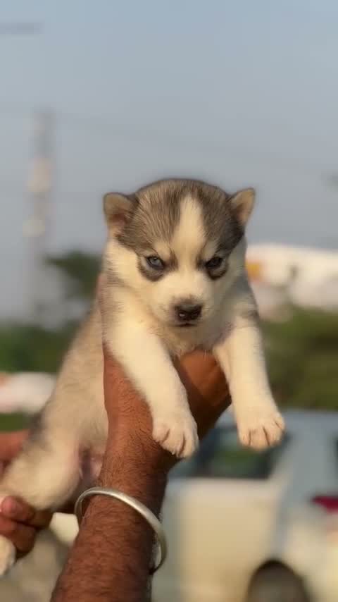 Siberian Husky Puppy | Black & White Color, farm video