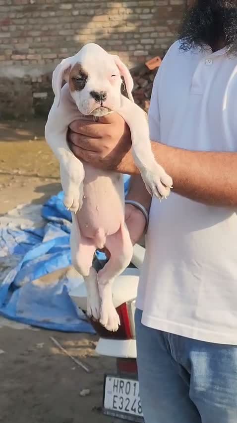 Boxer Puppy, farm video