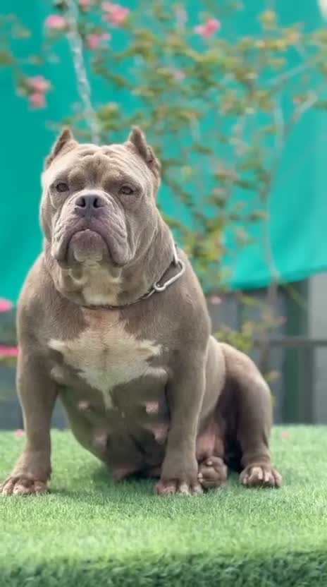 American Bully Pocket Size Puppy, farm video