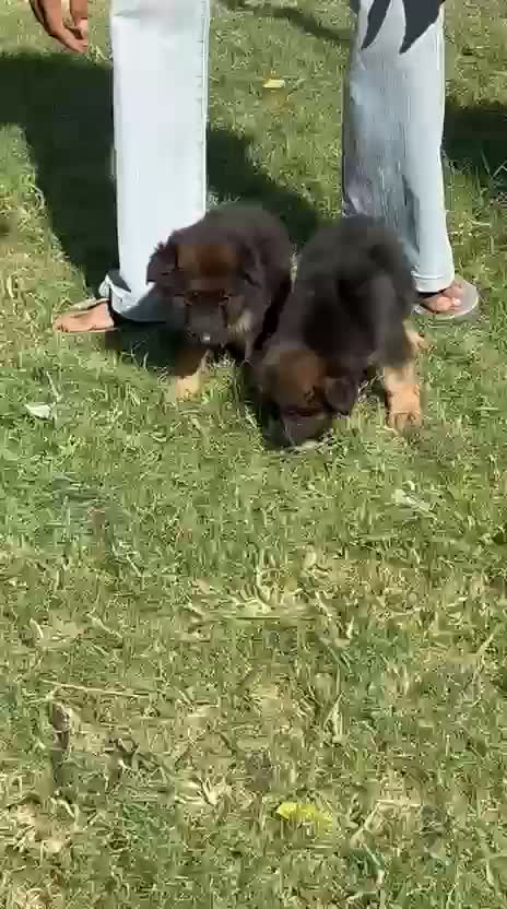 German Shepherd Puppy, farm video