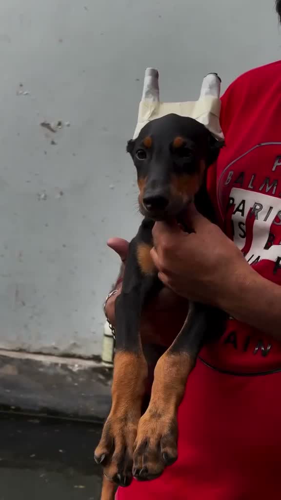 European Doberman Puppy | Black & Tan, farm video