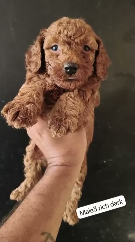 Standard Poodle Puppy | White, farm video