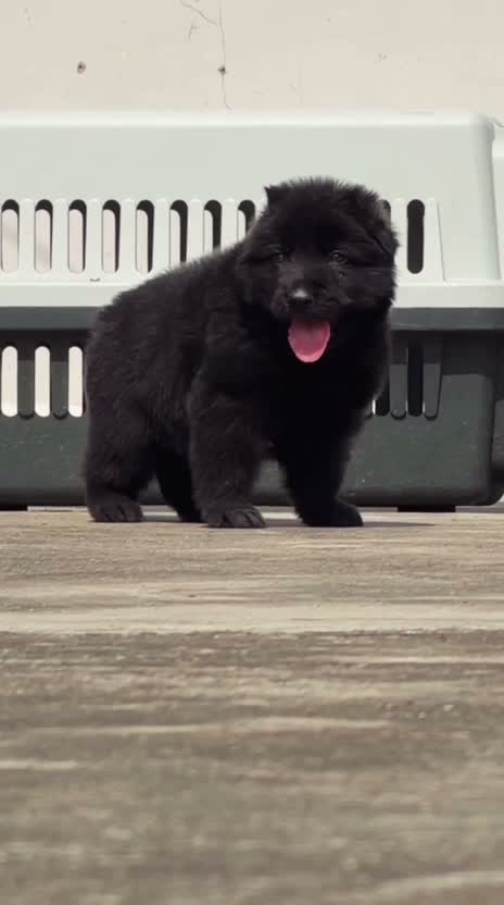 German Shepherd Puppy, farm video