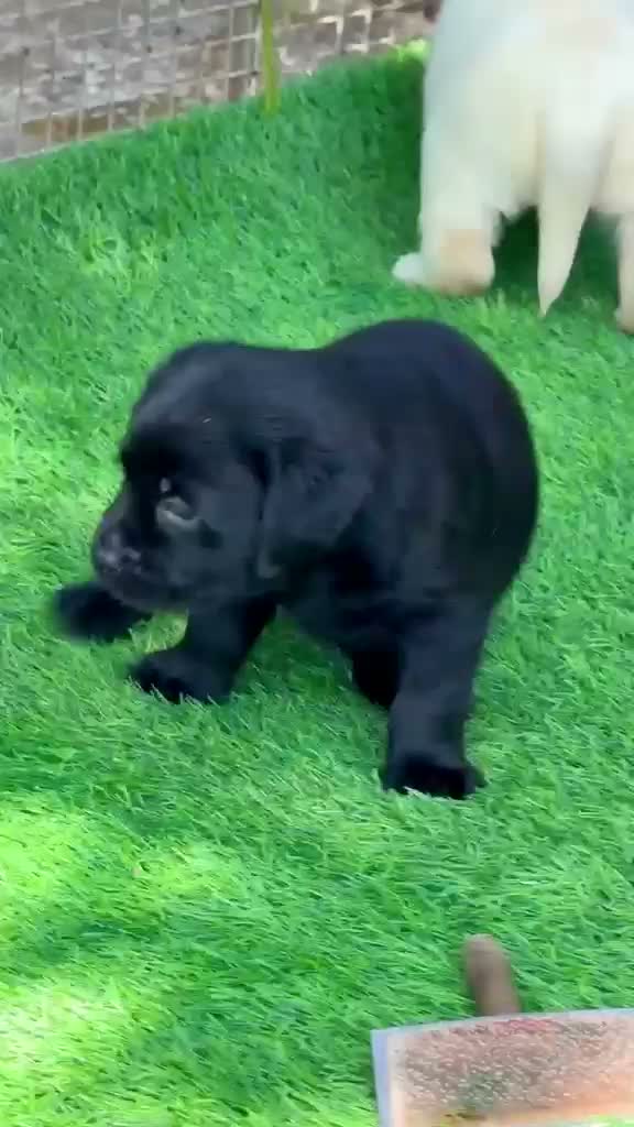 Dachshund Puppy | Brown & Tan, farm video
