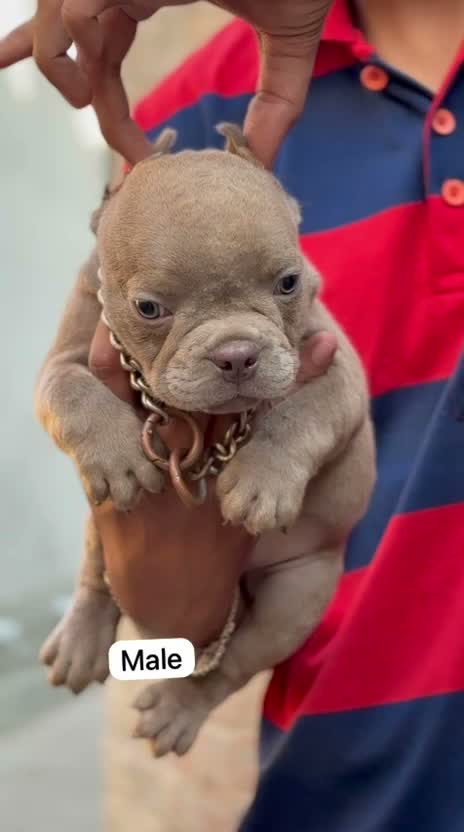 American Bully XL Size Puppy, farm video