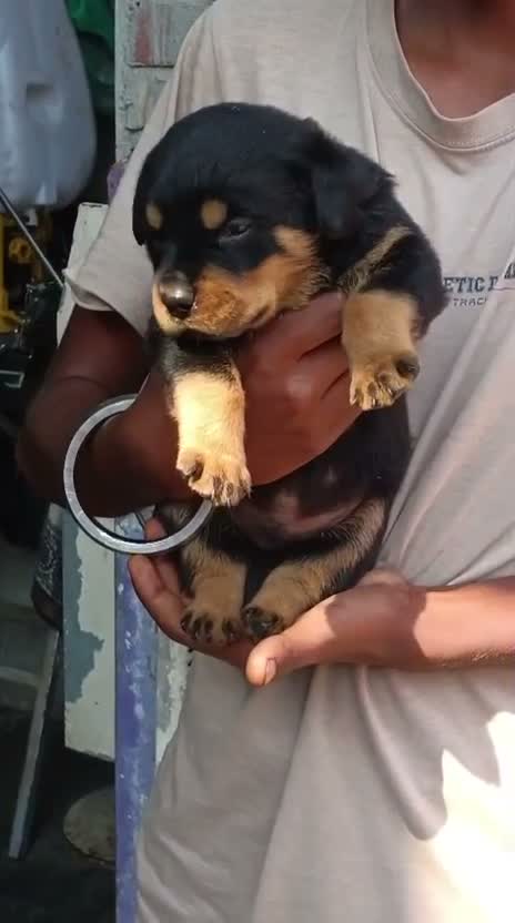 Rottweiler Puppy, farm video