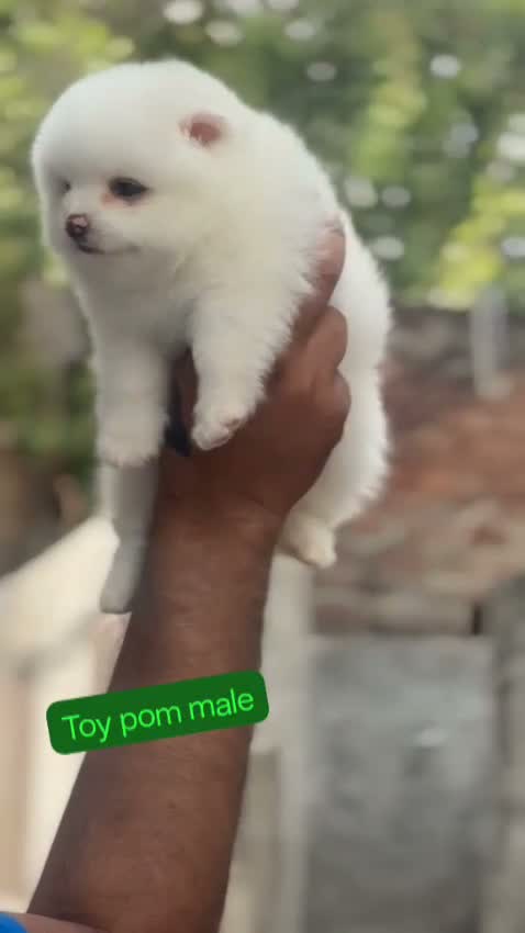Toy Poodle Puppy, farm video