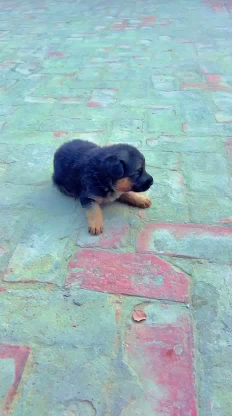 German Shepherd Puppy, farm video