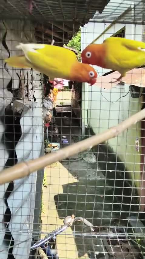 African Love Birds | Opaline, farm video