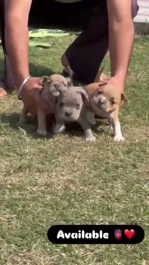 American Bully Pocket Size Puppy, farm video