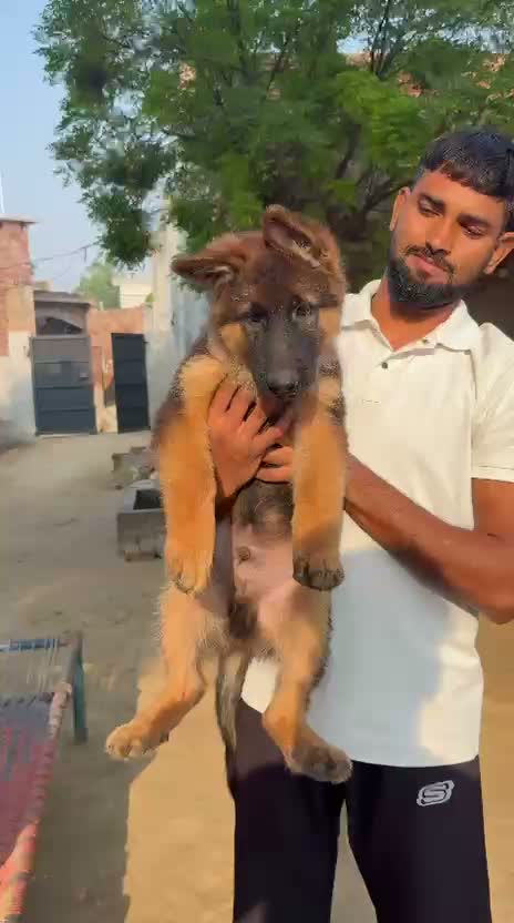 German Shepherd Puppy, farm video