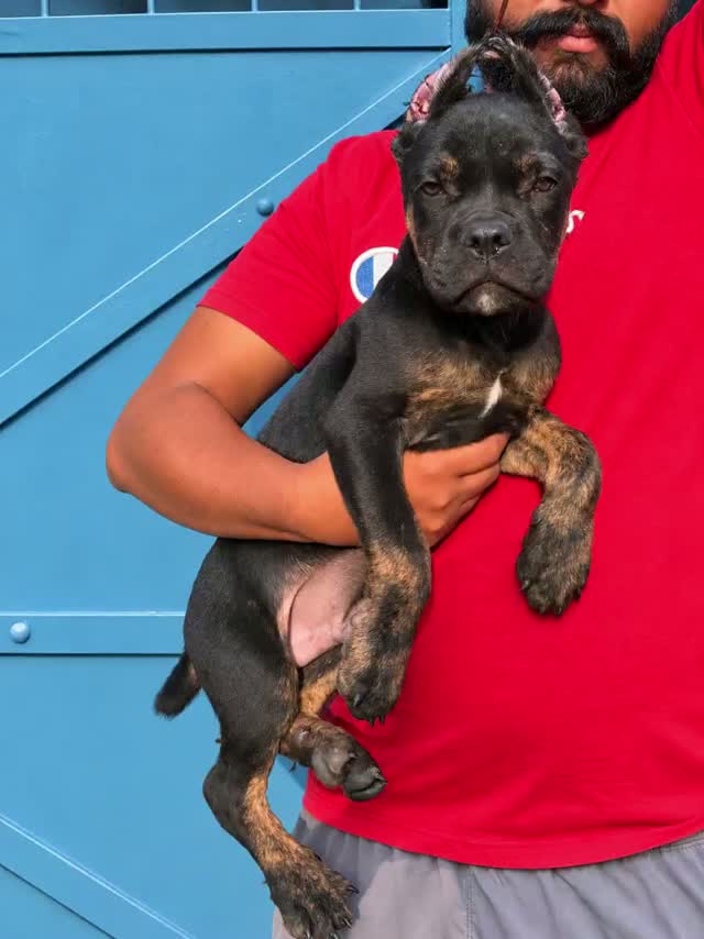 Cane Corso Puppy | Brindle, farm video