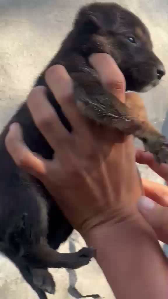 German Shepherd Puppy, farm video