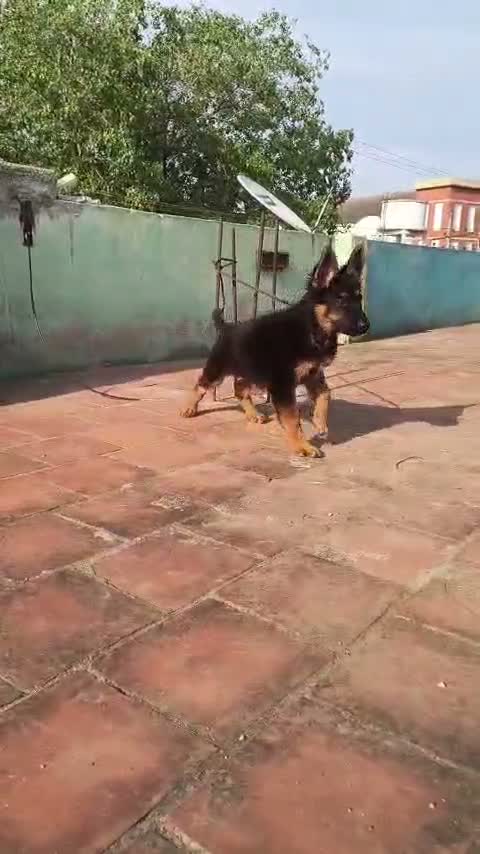 German Shepherd Puppy, farm video