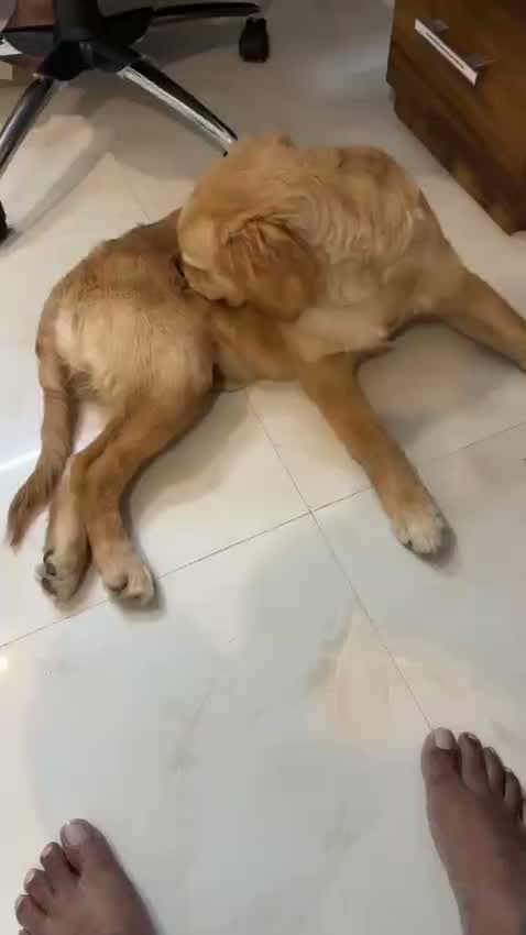 Golden Retriever, farm video