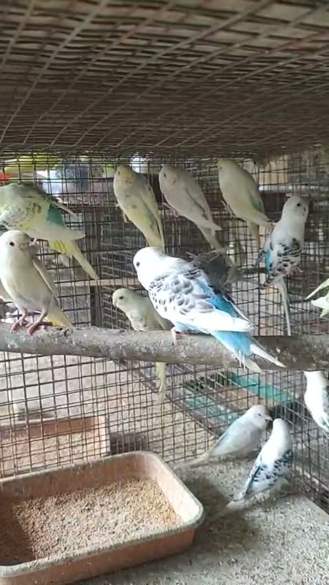 Budgies | Fallow, farm video