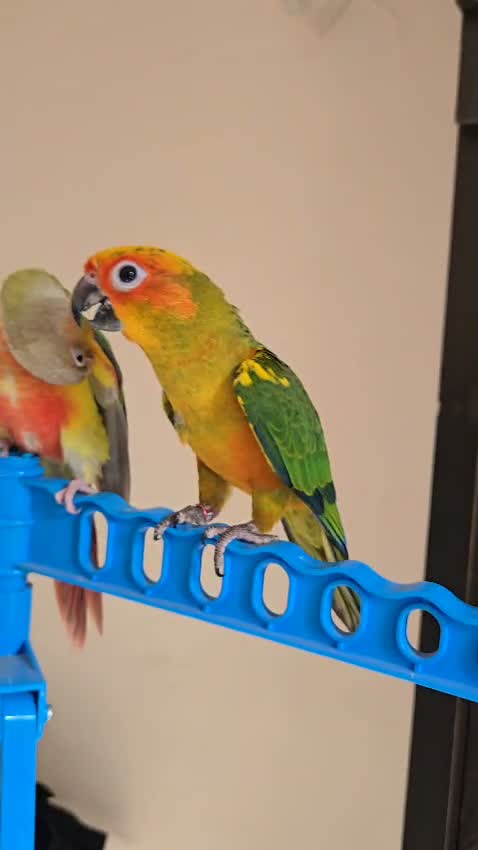 Sun Conure, farm video