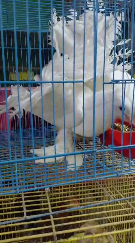 Fantail Pigeon, farm video