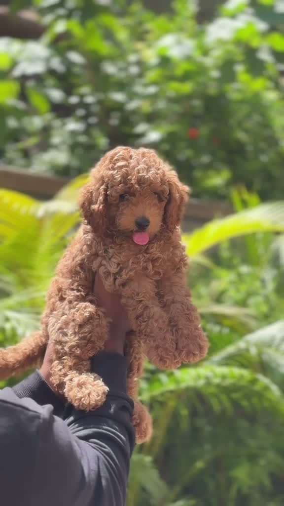 Standard Poodle Puppy | White, farm video