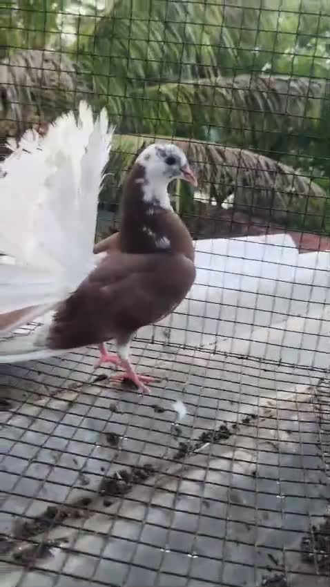 Fantail Pigeon, farm video
