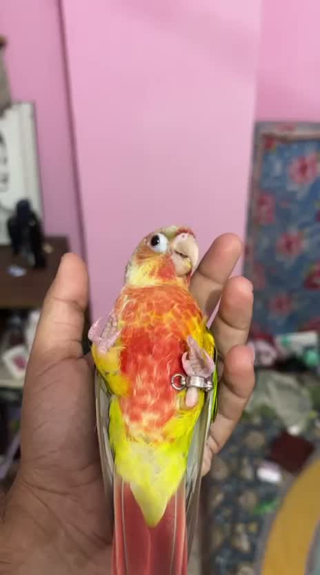 Cockatiel, farm video