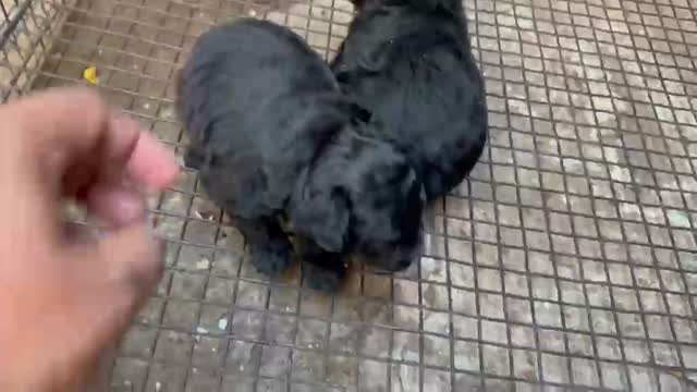 Standard Poodle Puppy, farm video