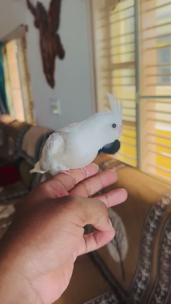 Cockatiel | Pied, farm video