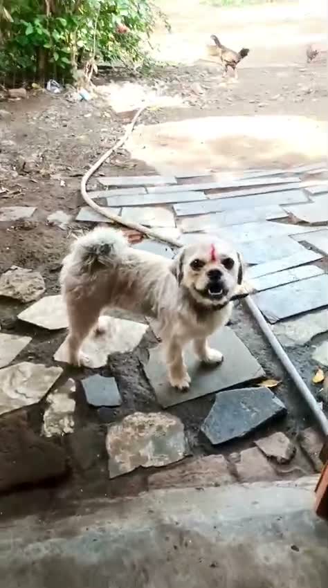 Shih Tzu | Black Color, farm video