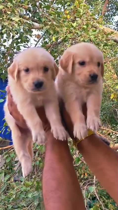 Golden Retriever, farm video