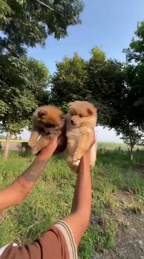 Culture Toy Pom Puppy | Black, farm video