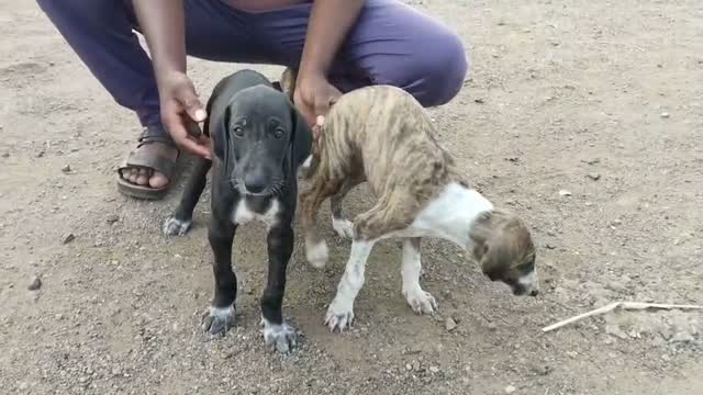 Mudhol Hound Puppy, farm video