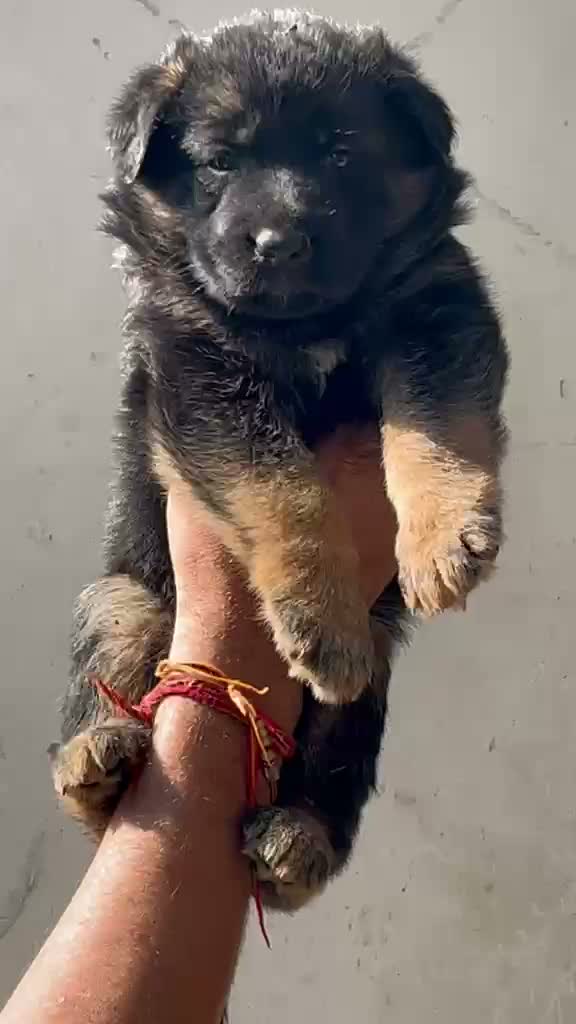 Dachshund Puppy | Brown & Tan, farm video