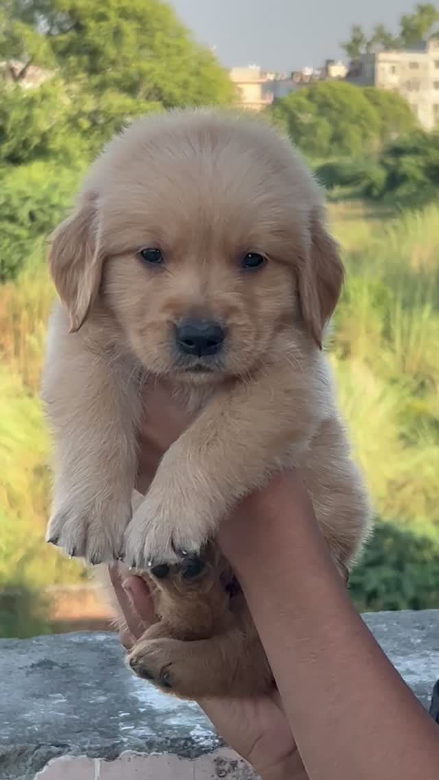 Golden Retriever, farm video