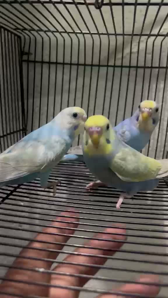 Budgies | Fallow, farm video