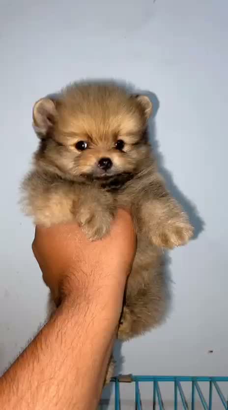 Toy Poodle Puppy, farm video