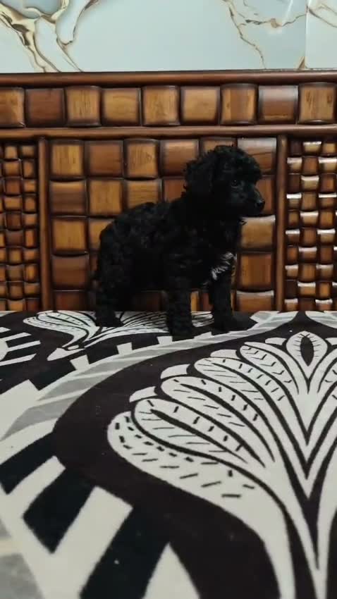 Standard Poodle Puppy | White, farm video