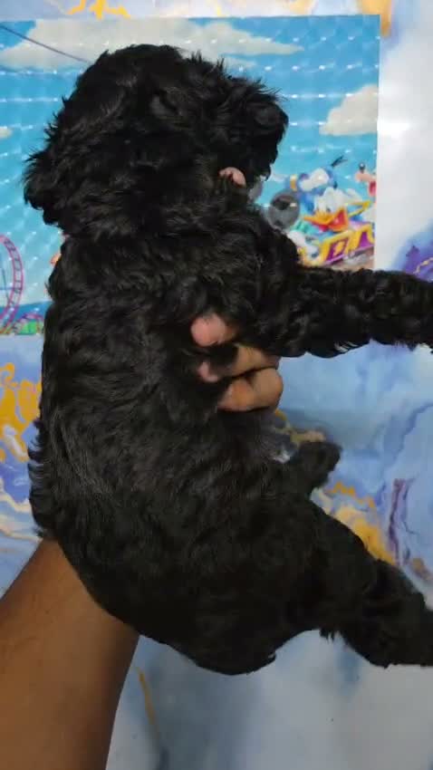 Standard Poodle Puppy | White, farm video