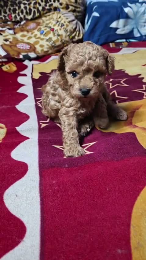 Standard Poodle Puppy | White, farm video