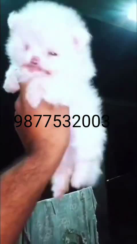 Toy Poodle Puppy, farm video