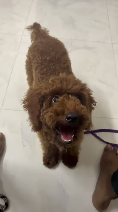 Standard Poodle Puppy | White, farm video