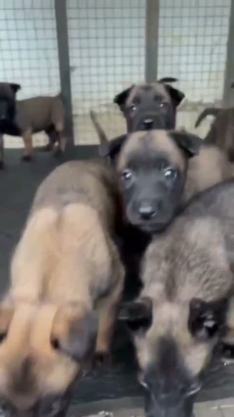Dachshund Puppy | Brown, farm video